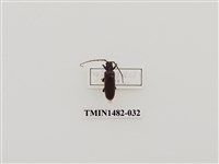 藏品(奧氏凹胸天牛)的圖片